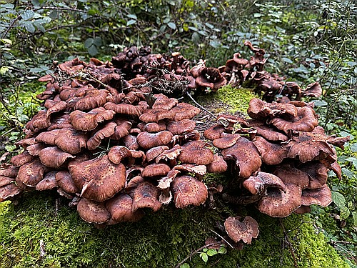 klein1_Dunkler_Hallimasch_IMG_4532.jpg desc