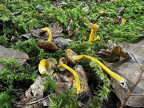 klein1_Gelbstieliger_Trompetenpfifferling_IMG_4538.jpg desc