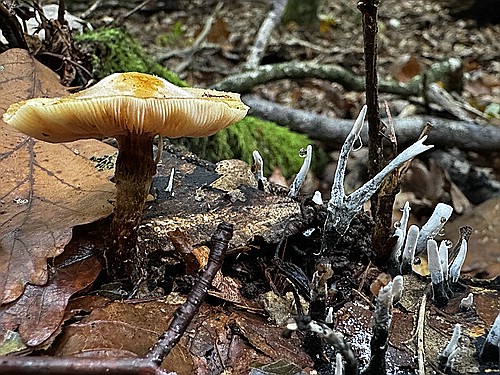 klein1_Geweihfoermige_Holzkeule_IMG_4530.jpg desc