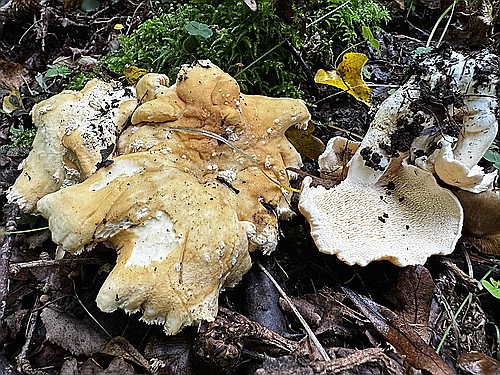 klein1_Semmel-Stoppelpilz_IMG_4536.jpg desc