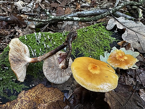 klein1_Stockschwaemmchen_IMG_4529.jpg desc