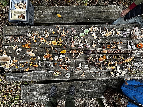 klein1_alle_Pilzfunde_IMG_4560.jpg desc