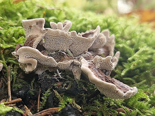 klein1_20251018_113837.jpg desc