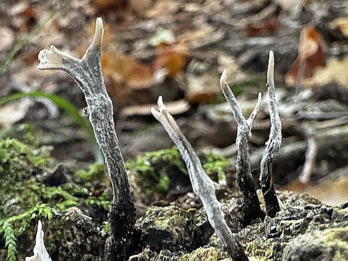 klein1_Geweihfoermige_Hozkeule_IMG_4684.jpg desc