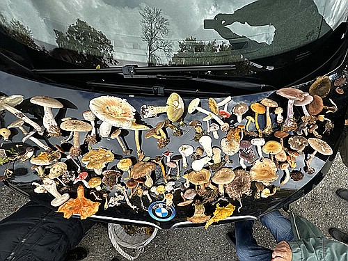 klein1_alle_Pilzfunde_IMG_4700.jpg desc