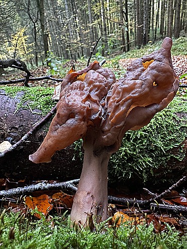 klein1_Bischofsmuetze_IMG_4819.jpg desc