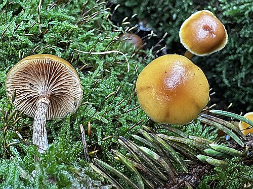 klein1_Gifthaeubtling_IMG_4815.jpg desc