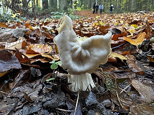 klein1_Herbstlorchel_IMG_4812.jpg desc