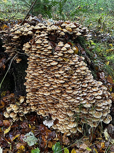 klein1_Stockschwaemmchen_IMG_4801.jpg desc