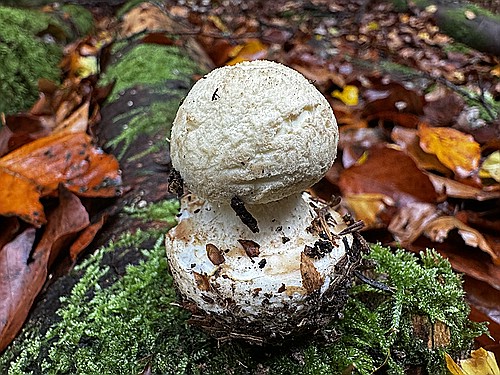 klein1_gelber_Knollenblaetterpilz_IMG_4820.jpg desc