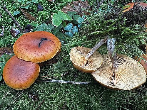 klein1_Geflecktblaettriger_Flaemmling__IMG_5251.jpg desc