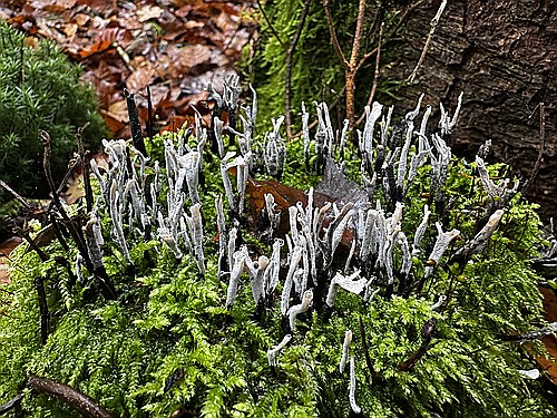 klein1_Geweihfoermige_Holzkeule_IMG_5271.jpg desc