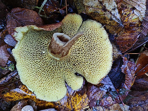 klein1_Hohlfussroehrling_1000086508.jpg desc