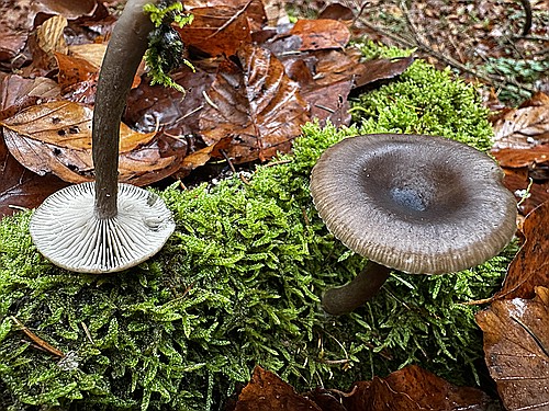 klein1_Kaffeebrauner_Gabeltrichterling__IMG_5282.jpg desc