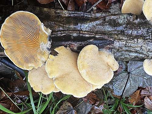 klein1_Orangeseitling_IMG_5236.jpg desc