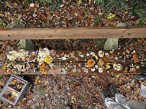 klein1_alle_Funde_IMG_5290.jpg desc