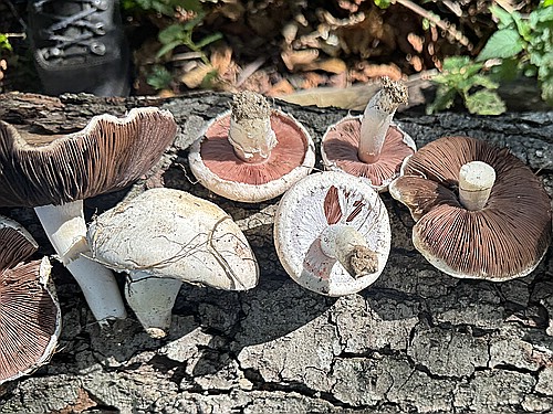 klein1_Champignons_IMG_5317.jpg desc