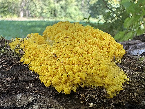 klein1_Hexenbutter_IMG_5331.jpg desc