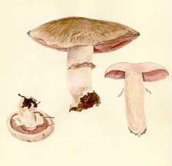 Agaricus subperonatus