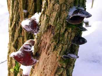 Auricularia auricula judae