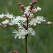 Knolliges_Maedesuess-filipendula-vulgaris.jpg