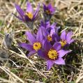 Kuechenschelle__Pulsatilla_vulgaria_-3.jpg